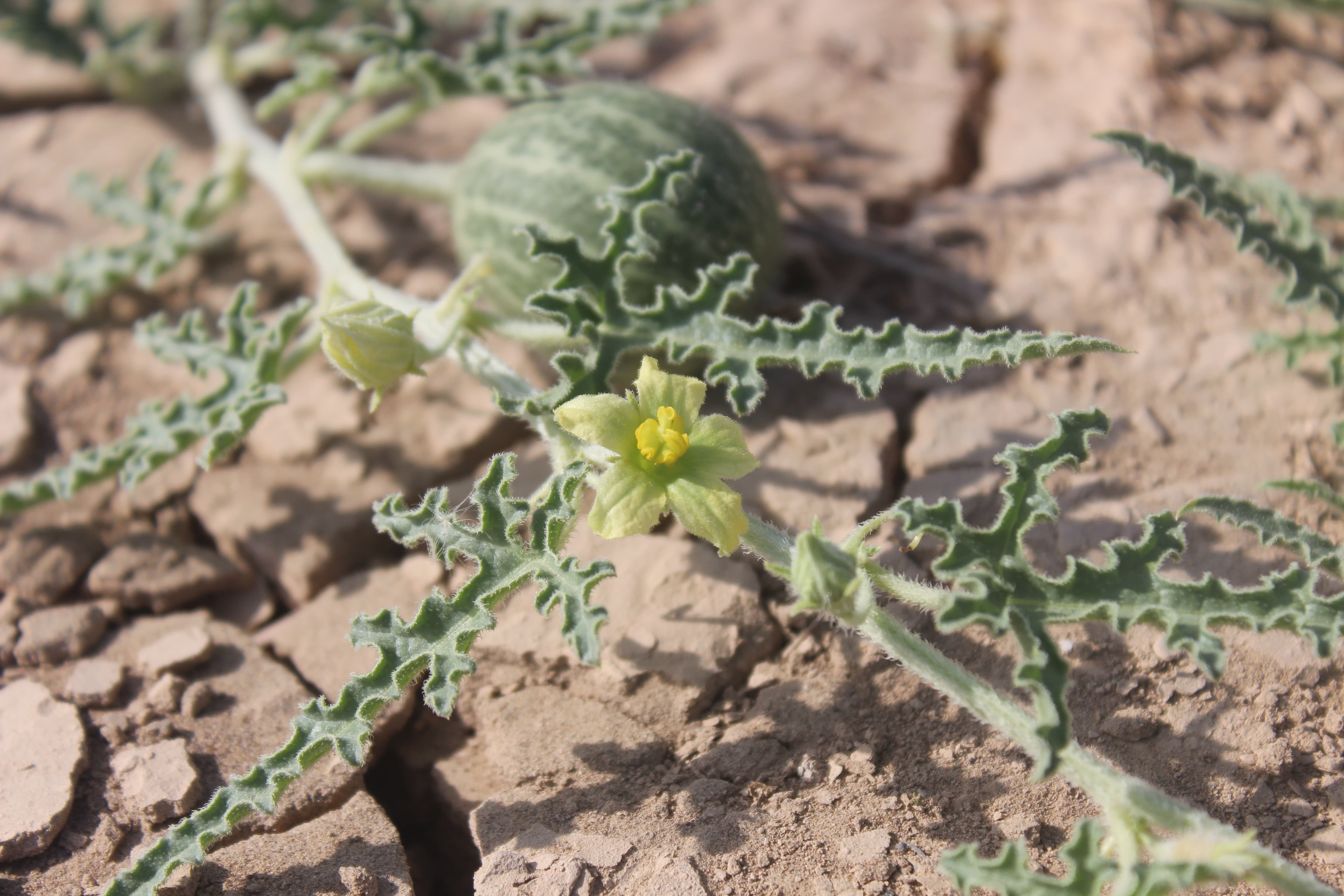 Plant Image